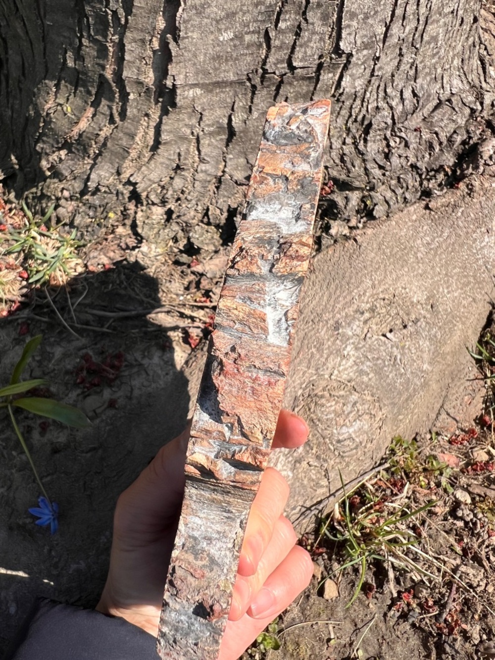 Petrified (10) wood slab with stand | crystal - Picture 5 of 17